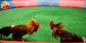 Thể trạng và sức bền của chiến